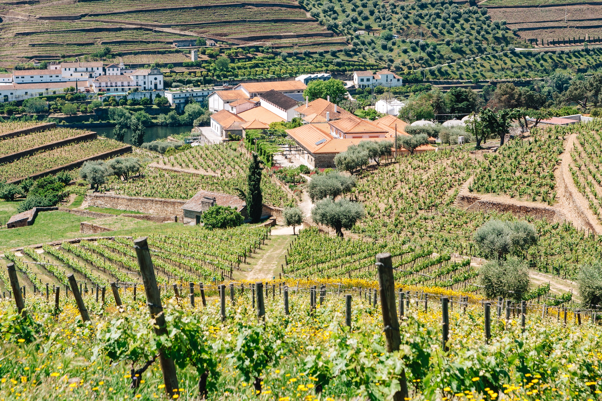Quinta da Roeda, domaine viticole dans la vallée du Douro
